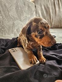 Bassotto nano Kaninchen
