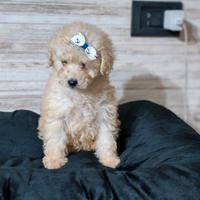 Barboncina mini mini toy Champagne