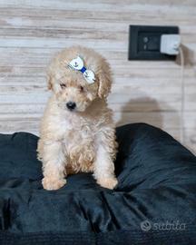 Barboncina mini mini toy Champagne