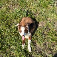 Border collie