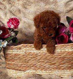 Cucciolo barboncino toy red