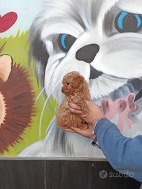 Cuccioli di barboncino toy