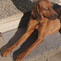 Segugio femmina 2 anni