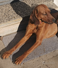 Segugio femmina 2 anni