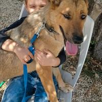 Stella, una dolce compagnia per i bambini