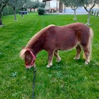 Pony mini shetland