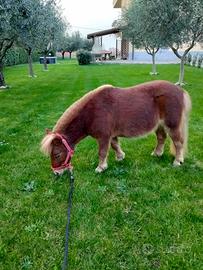 Pony mini shetland