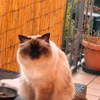 Sacro di Birmania stallone per accoppiamento