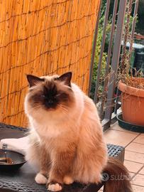 Sacro di Birmania stallone per accoppiamento