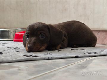 Bassotto tedesco nano kaninchen a pelo corto Enci