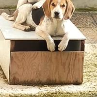 Cuccioli di beagle 75 gg
