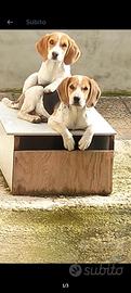 Cuccioli di beagle 75 gg