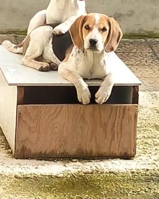 Cuccioli di beagle 75 gg