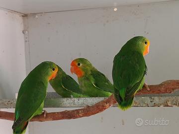 Agapornis Pullarius