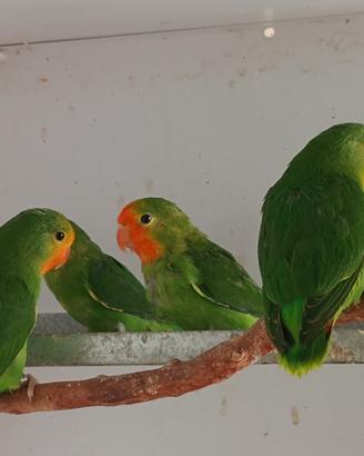 Agapornis Pullarius