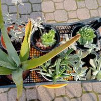 piante