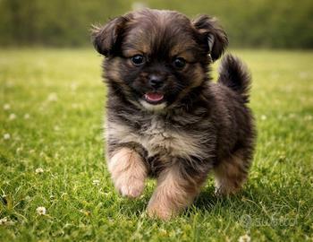 Cucciola di Chihuaua Toy