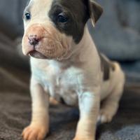 American Staffordshire Terrier