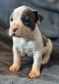 American Staffordshire Terrier