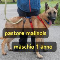Spencer pastore malinois 1 anno