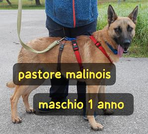 Spencer pastore malinois 1 anno