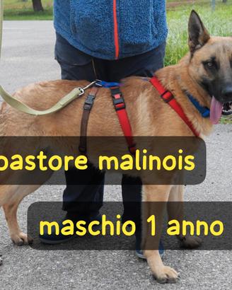Spencer pastore malinois 1 anno