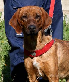 Giovane, bello e socievole segugio in adozione