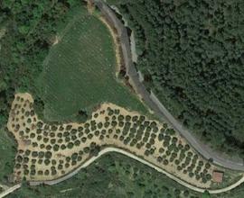 Terreno agricolo vigneto, uliveto, casetta