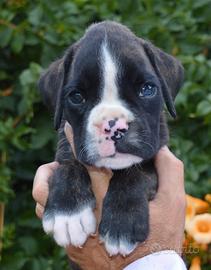 Cuccioli di Boxer alta genealogia