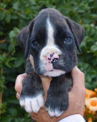 Cuccioli di Boxer alta genealogia
