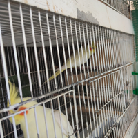 Calopsite lutino in cova