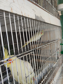 Calopsite lutino in cova