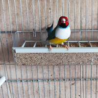 Diamante di Gould e altri uccelli