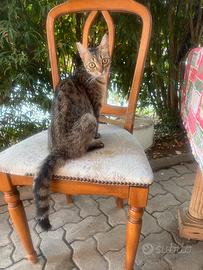 Gatto gatto
