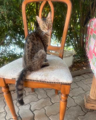 Gatto gatto