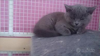 Cuccioli gatti certosini e persiani