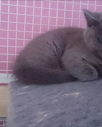 Cuccioli gatti certosini e persiani