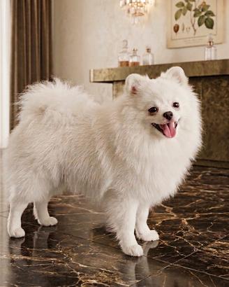 Spitz Pomerania maschio pedigree