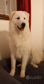 Maremmano per accoppiamento