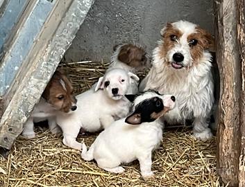 Cuccioli di Jack Russell Terrier