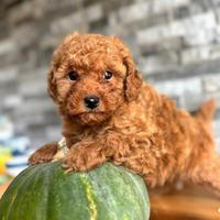 Cucciolo di barboncino rosso