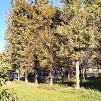 Bosco misto per legna