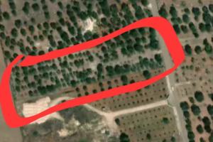 Oliveto Oria San Cosimo alla macchia