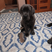 Cane corso, cuccioli