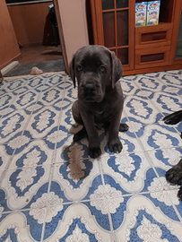 Cane corso, cuccioli