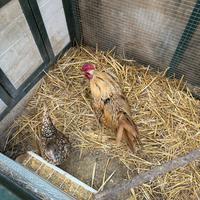 Giovane gallo Sebright