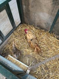 Giovane gallo Sebright