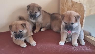 Cucciole shiba