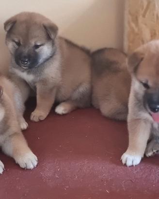 Cucciole shiba