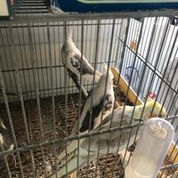 Calopsiti allevati a mano